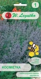 kocimietka-niebiesko-fioletowa-02-g-legutko-nasiona