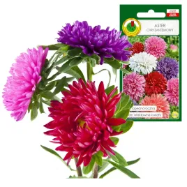aster-chryzantemowy-mieszany-jednoroczny-duze-kwaty-0-8g