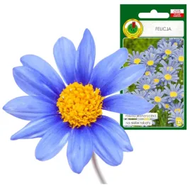 felicja-niebieska-stokrotkowa-do-niskich-rabat-jednoroczna-0-2g
