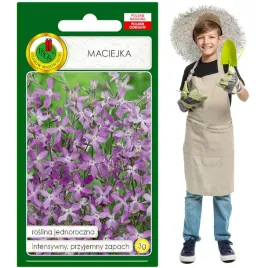 maciejka-silnie-pachnie-fioletowa-jednoroczna