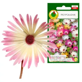 przypoludnik-mieszany-jednoroczny-idealny-na-rabaty