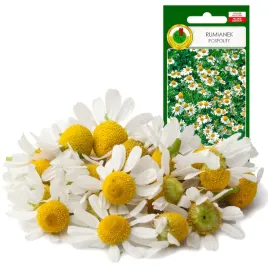 rumianek-pospolity-dla-alergikow-medycyna-ludowa