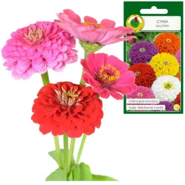 cynia-daliowa-paselowe-mieszane-kwiaty-jednoroczna-1g