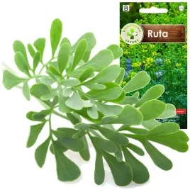 ruta-pizmowy-aromat-ziola-polecane-na-trawienie-bol-brzucha