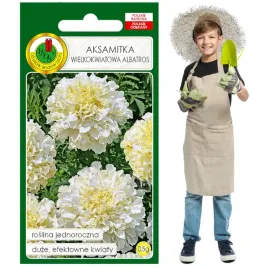 aksamitka-wielokwiatowa-biala-niska-jednoroczna-duze-kwaty