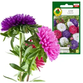 aster-karlowy-mieszany-na-rabatki-i-obwodki-jednoroczny