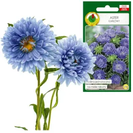 aster-karlowy-niebieski-na-rabaty-jednoroczny-na-niskie-rabaty-0-8g