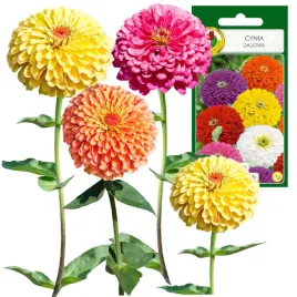 cynia-kobold-mieszana-jednoroczna-dlugo-kwitnie-1g