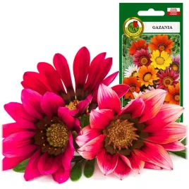 gazania-wielokolorowa-jednoroczna-dlugo-kwitnie-08g