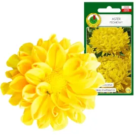 aster-peoniowy-zolty-dlugo-kwitnie-jednoroczny-08g