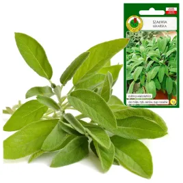 szalwia-lekarska-przyprawa-do-potraw-med-ludowa