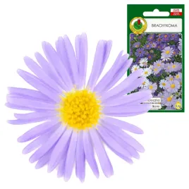 brachykoma-mieszana-jednoroczna-na-balkony-i-rabaty-0-3g