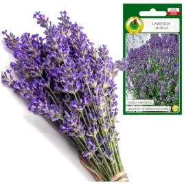 lawenda-lekarska-ziolo-wieloletnie-0-2g