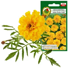 aksamitka-pelna-niska-petite-zolta-dlugo-kwitnie-1g