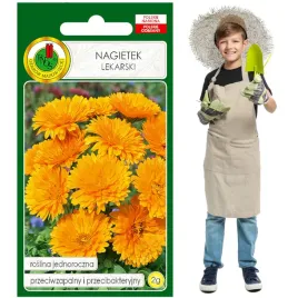 nagietek-lekarski-jednoroczny-przeciwzapalny-i-przeciwbakteryjny