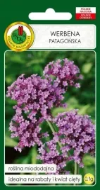 werbena-patagonska-01g-wyjatkowa-przyciagajaca-motyle-nasiona-pnos-nasiona