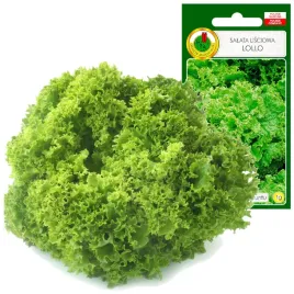 salata-lisciowa-lollo-plenna-smaczna-do-gruntu