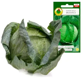 kapusta-biala-brunswick-do-kwaszenia-duza-2-3kg