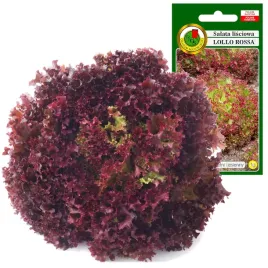 salata-lisciowa-lollo-rossa-smaczna-do-gruntu-1g