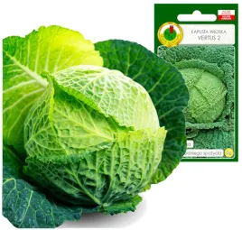 kapusta-wloska-vertus-srednio-pozna-masa-do-16kg