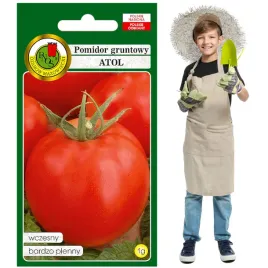 pomidor-gruntowy-atol-obfice-owocuje-miesisty-twardy