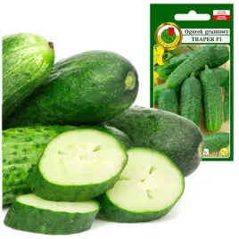 ogorek-gruntowy-traper-plenny-idealny-korniszon