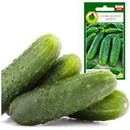 ogorek-gruntowy-alice-f1-bez-goryczki-do-kwaszenia