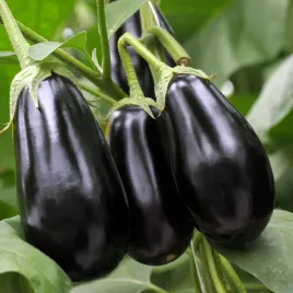 baklazan-oberzyna-black-beauty-idealna-na-przetwory-grilla-ciekawy-smak