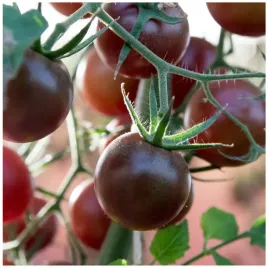 pomidor-black-cherry-koktajlowy-plenny-wyjatkowy-smak-pomidory-nasiona-05g
