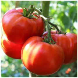 pomidor-gigant-gruntowy-smaczny-soczysty-duzy-owoc-nasiona-1g
