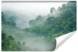 fototapeta-do-salonu-las-tropikalny-we-mgle-natura-krajobraz-3d-450x300
