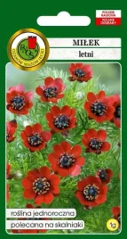 milek-letni-czerwony-1-g-pnos-nasiona