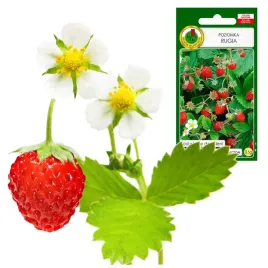 nasiona-poziomka-rugia-plenna-smaczna-odporna-na-mroz-owoc-w-1rok