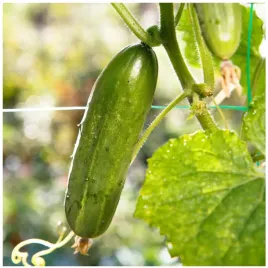 ogorek-delicius-gruntowy-plenny-idealny-do-salatek-dl-do-16cm-nasiona-5g