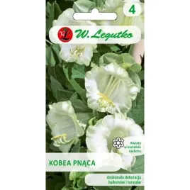 kobea-pnaca-biala-eleganckie-pnacze-nasiona