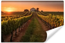 fototapeta-do-salonu-wloska-winnica-zachod-slonca-krajobraz-natura-450x300