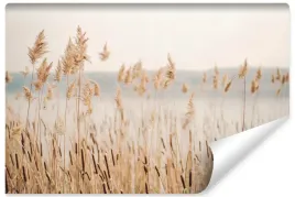 fototapeta-scienna-do-jadalni-trzcina-natura-trawa-natura-rosliny-450x300