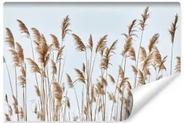 fototapeta-scienna-do-jadalni-trzciny-natura-rosliny-niebo-450x300