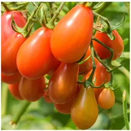 pomidor-red-pear-gruszka-slodki-i-soczysty-bardzo-plenny-smaczny-nasiona