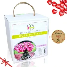 roza-pustyni-drzewko-bonsai-prezent-na-walentynki-dzien-babci-urodziny