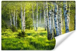 fototapeta-do-jadalni-las-brzozowy-natura-pejzaz-mgla-efekt-3d-450x300