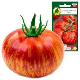 pomidor-gruntowy-duo-paskowany-samczny-dekoracyjny