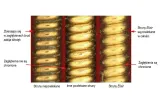 struny-elixir-phosphor-bronze-13-56-16102-nanoweb-stan-nowy-kod-producenta-elx-16102