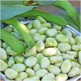 bob-bartek-duzy-bialo-zielony-smaczny-plenny-nasiona-1kg-1000g