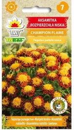 aksamitka-rozp-champion-flame-bordowo-zolta-05g-nasiona-toraf