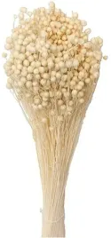 len-wybielany-40-cm-klosy-peczek-susz-naturalny-na-dozynki-60-sztuk-bialy