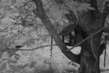 fotopulapka-gsm-orllo-huntercam-3-cechy-dodatkowe-modul-4g-lte-opcja-podlaczenia-panelu-solarnego