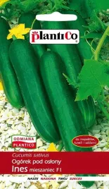 ogorek-pod-oslony-ines-f1-1-g-szklarniowy-pod-oslony-nasiona-plantico