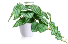 sztuczna-roslina-doniczkowa-biala-mala-soguyi-45-cm