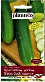 ogorek-salatkowy-gracius-gladki-gruntowy-f1-smaczny-plenny-plantico